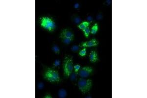 Anti-PKMYT1 mouse monoclonal antibody (ABIN2453480) immunofluorescent staining of COS7 cells transiently transfected by pCMV6-ENTRY PKMYT1 (RC222657). (PKMYT1 antibody)