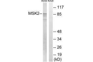 Western blot analysis of extracts from RAW264. (MSK2 antibody  (Thr568))