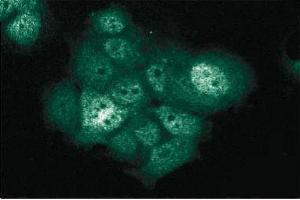 Immunofluorescent staining of MCF7 cells with anti-XIAP/hILP antibody.
