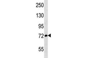 ATG7 antibody western blot analysis in Jurkat lysate.