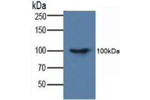Figure. (FADD antibody  (AA 7-178))