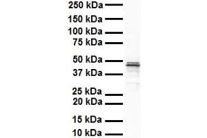 WB Suggested Anti-SOX3 antibody Titration: 1 ug/mL Sample Type: Human heart (SOX3 antibody  (N-Term))
