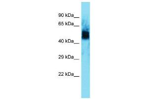 Host:  Rabbit  Target Name:  Uncx  Sample Type:  Rat Muscle lysates  Antibody Dilution:  1. (UNCX antibody  (N-Term))