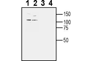 Western blot analysis of human  monocytic leukemia cell line lysate (lanes 1 and 3) and human K562 chronic myelogenous leukemia cell line lysate (lanes 2 and 4):1-2.