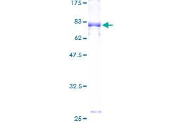 ZBTB25 Protein (AA 1-435) (GST tag)