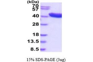SDS-PAGE (SDS) image for Alcohol Dehydrogenase 1C (Class I), gamma Polypeptide (ADH1C) (AA 1-375) protein (His tag) (ABIN5854755) (ADH1C Protein (AA 1-375) (His tag))