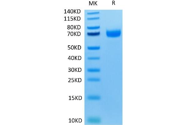 LILRA3 Protein (AA 24-439) (His-Avi Tag)