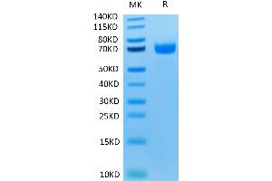 LILRA3 Protein (AA 24-439) (His-Avi Tag)