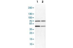 Western Blot analysis of Lane 1: NIH-3T3 cell lysate (mouse embryonic fibroblast cells) and Lane 2: NBT-II cell lysate (Wistar rat bladder tumor cells) with PBX1 polyclonal antibody . (PBX1 antibody)