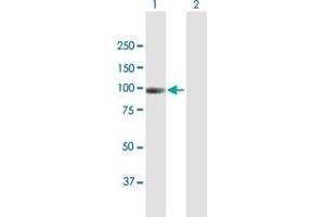 Western Blot analysis of NAV2 expression in transfected 293T cell line by NAV2 MaxPab polyclonal antibody.
