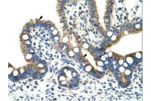 Image no. 1 for anti-Copine I (CPNE1) (AA 75-124) antibody (ABIN203200) (CPNE1 antibody  (AA 75-124))