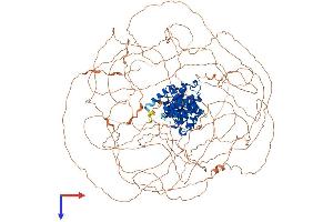 Cyclin B3 Protein (CCNB3) (AA 1-1395) (His tag)