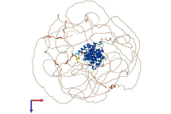 Cyclin B3 Protein (CCNB3) (AA 1-1395) (His tag)