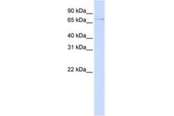 ZNF324 antibody  (AA 144-193)