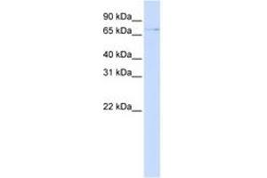 Image no. 1 for anti-Zinc Finger Protein 324 (ZNF324) (AA 144-193) antibody (ABIN6742615) (ZNF324 antibody  (AA 144-193))