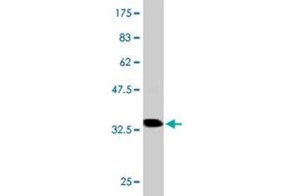 S100A7 antibody  (AA 1-101)