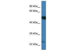 WB Suggested Anti-Plk3 Antibody Titration: 1. (PLK3 antibody  (C-Term))