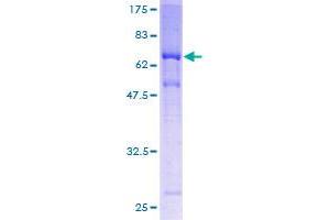 MAGEA11 Protein (AA 1-319) (GST tag)