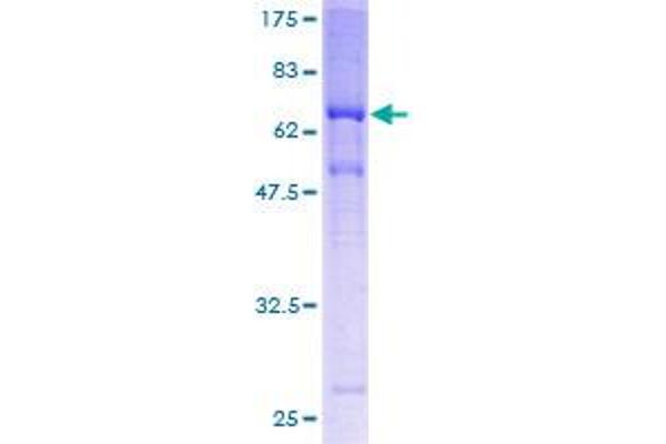 MAGEA11 Protein (AA 1-319) (GST tag)