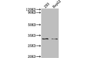 Western Blot Positive WB detected in: 293 whole cell lysate, HepG2 whole cell lysate, All lanes: NDUFS3 antibody at 1:2000 Secondary Goat polyclonal to rabbit IgG at 1/50000 dilution Predicted band size: 31, 15 KDa Observed band size: 31 kDa (Recombinant NDUFS3 antibody)