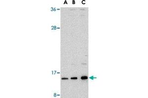 Western blot analysis of SUMO1 in HL-60 cell lysate with SUMO1 polyclonal antibody  at (A) 0. (SUMO1 antibody  (N-Term))