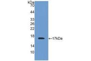 Detection of Recombinant TTR, Mouse using Polyclonal Antibody to Prealbumin (PALB) (TTR antibody  (AA 21-147))