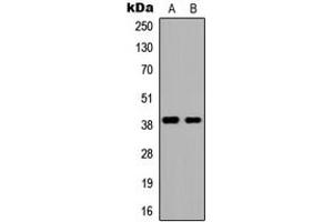 Western blot analysis of DMRTC2 expression in HEK293T (A), NIH3T3 (B) whole cell lysates. (DMRTC2 antibody  (N-Term))