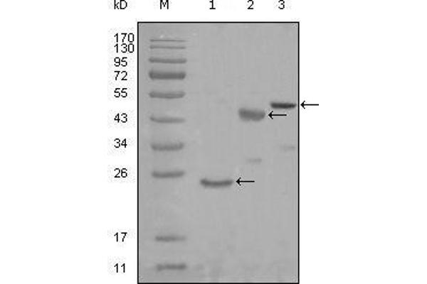 KARS antibody  (AA 90-174)