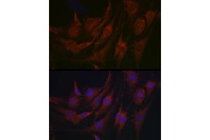 Immunofluorescence analysis of C6 cells using PRG2 Rabbit pAb (ABIN3016203, ABIN3016204, ABIN3016205, ABIN1682289 and ABIN6219622) at dilution of 1:100 (40x lens). (PRG2 antibody  (AA 17-222))