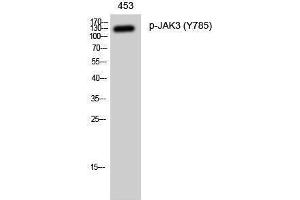 Western Blotting (WB) image for anti-Janus Kinase 3 (JAK3) (pTyr785) antibody (ABIN3182638) (JAK3 antibody  (pTyr785))