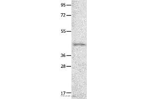Western blot analysis of 231 cell  , using NTSR1 Polyclonal Antibody at dilution of 1:800