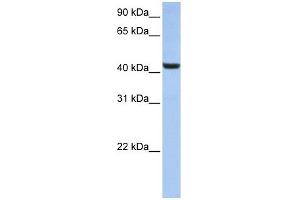 WB Suggested Anti-B3GNT7 Antibody Titration:  0.
