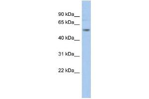 WB Suggested Anti-KCNA1 Antibody Titration:  0. (KCNA1 antibody  (Middle Region))
