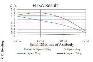 Black line: Control Antigen (100 ng), Purple line: Antigen(10 ng), Blue line: Antigen (50 ng), Red line: Antigen (100 ng), (Ezrin antibody  (AA 292-464))