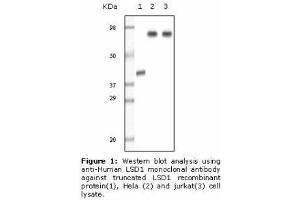 Image no. 2 for anti-Lysine (K)-Specific Demethylase 1A (KDM1A) antibody (ABIN207611) (LSD1 antibody)