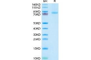 Human 4-1BB Ligand (Trimer) on Tris-Bis PAGE under reduced condition. (TNFSF9 Protein (Trimer) (Fc Tag))