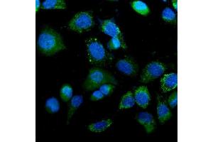 IF analysis of IDH2 using anti-IDH2 antibody (ABIN7602787). (IDH2 antibody  (C-Term))
