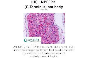Image no. 2 for anti-Neuropeptide FF Receptor 2 (NPFF2) (C-Term) antibody (ABIN1737471) (NPFFR2 antibody  (C-Term))