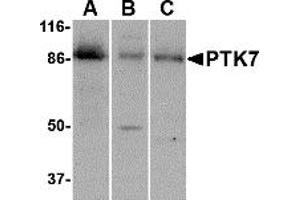 Western Blotting (WB) image for anti-PTK7 Protein tyrosine Kinase 7 (PTK7) (C-Term) antibody (ABIN1030608) (PTK7 antibody  (C-Term))