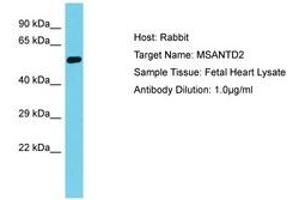 Image no. 1 for anti-Myb/SANT-Like DNA-Binding Domain Containing 2 (MSANTD2) (AA 153-202) antibody (ABIN6750675) (MSANTD2 antibody  (AA 153-202))