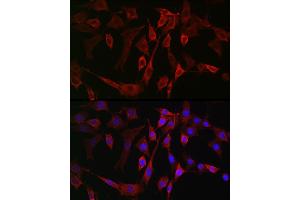 Immunofluorescence analysis of NIH/3T3 cells using B Rabbit pAb (ABIN6129899, ABIN6136816, ABIN6136817 and ABIN6222589) at dilution of 1:100 (40x lens). (ALOX15B antibody  (AA 1-200))
