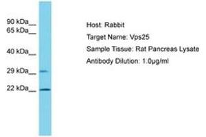 Image no. 1 for anti-Vacuolar Protein-Sorting-Associated Protein 25 (VPS25) (C-Term) antibody (ABIN6750447)
