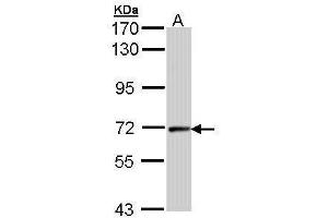 WB Image Sample (30 ug of whole cell lysate) A: Hep G2 , 7. (Cyclin T2 antibody  (C-Term))