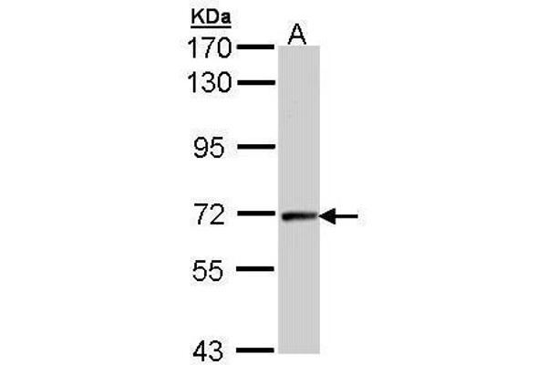 Cyclin T2 antibody  (C-Term)