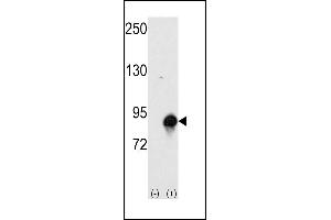 Western blot analysis of CUL4a (arrow) using rabbit polyclonal CUL4a Antibody (Human N-term) (ABIN391852 and ABIN2841686). (Cullin 4A antibody  (N-Term))