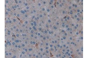 Immunohistochemistry (IHC) image for anti-Heme Oxygenase (Decycling) 1 (HMOX1) (AA 61-172) antibody (ABIN7432118)