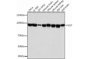 Western blot analysis of extracts of various cell lines, using VCP Rabbit mAb (ABIN7271284) at 1:1000 dilution. (VCP antibody)