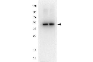 Western Blotting (WB) image for anti-Tubulin, alpha 1B (TUBA1B) (C-Term) antibody (ABIN964563)
