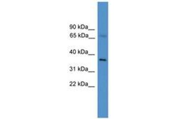 ELL2 antibody  (C-Term)