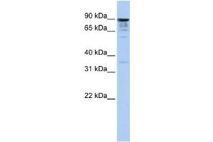 Western Blotting (WB) image for anti-Multiple C2 Domains, Transmembrane 1 (MCTP1) antibody (ABIN2458845) (MCTP1 antibody)